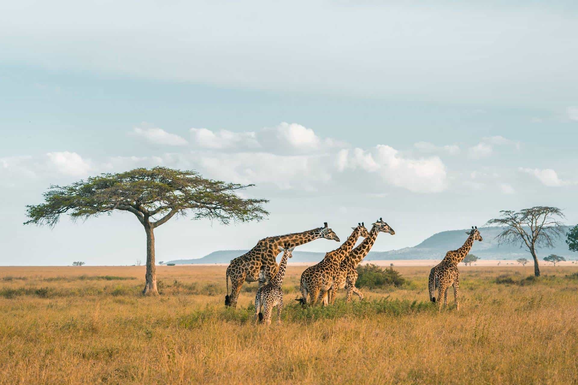 Top 10 best activities to do in Rauha national park on a Tanzania safari